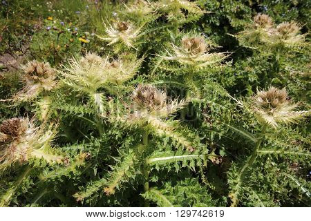 Spiniest Thistle (Cirsium Spinosissimum) in the Pennine Alps. Switzerland