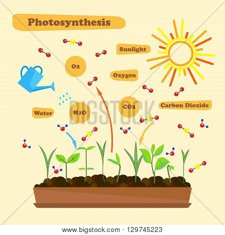Illustration of photosynthesis - infographics of the photosynthesis process. Infographics in flat style.