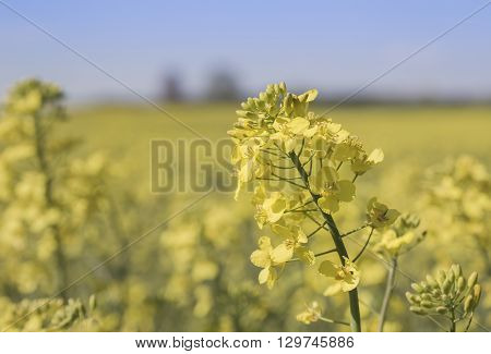 Close up detail of a yellow rape flower Brassica napus also known as rapaseed canola and colza grown for its seeds rich in oil for use as animal fodder as a vegetable oil for cooking and biofuel