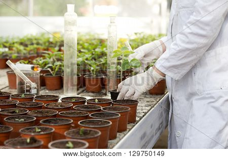 Biologist With Sprout And Test Tube