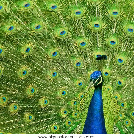 Ansa Peacock e fiero