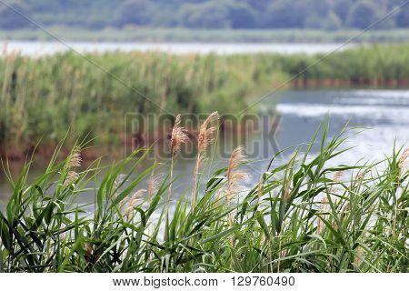 reed bed in summer time Vico lake Italy