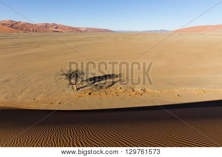 View from the dune 45 in the Namib Desert Sossusvlei in the Namib-Naukluft National Park of Namibia