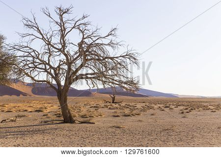 View of trees near the dune 45 in the Namib Desert Sossusvlei in the Namib-Naukluft National Park of Namibia