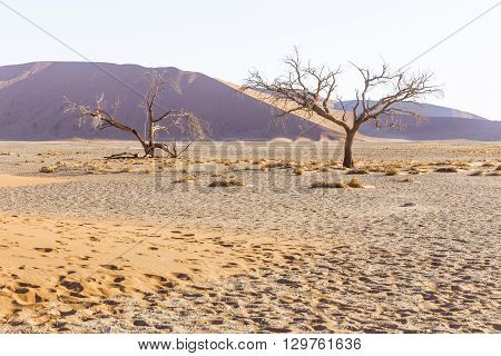 View of trees near the dune 45 in the Namib Desert Sossusvlei in the Namib-Naukluft National Park of Namibia