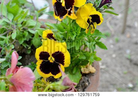Viola Cornuta - Horned Violet In A Pot