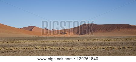 Red dunes in the Namib Desert in Sossusvlei in the Namib-Naukluft National Park of Namibia