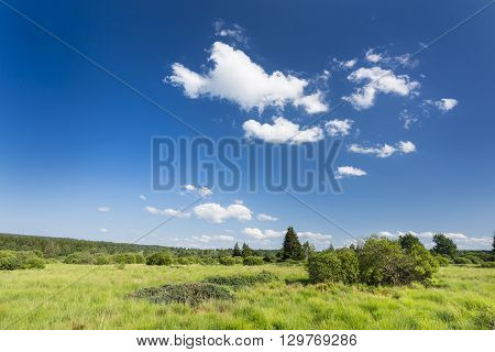 Green Landscape In The High Fens, Belgium