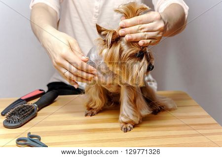 Grooming for Yorkshire Terriere dog and human hands.