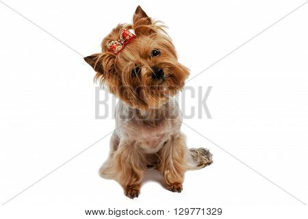 Yorkshire Terrier on isolated background with bow