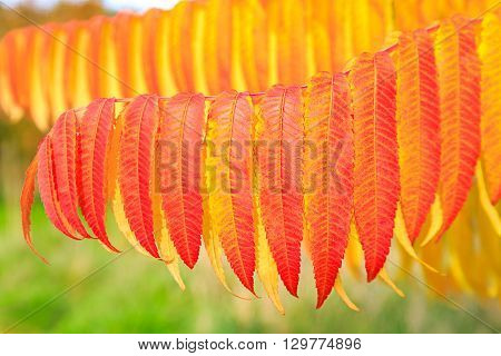 Red And Yellow Autumn Leaves In Detial