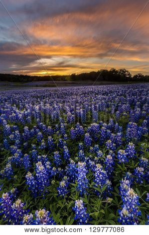 Beautiful Texas Bluebonnet Field In At Muleshoe Bend Recreation Area Near Austin During Sunset.