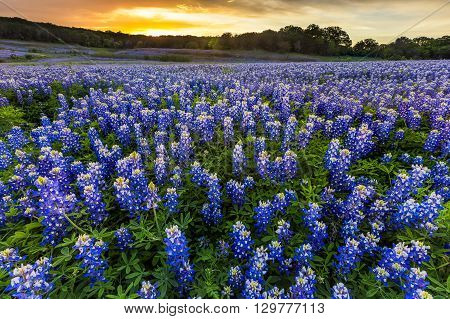 Beautiful Bluebonnets Field At Sunset Near Austin, Texas In Spring.
