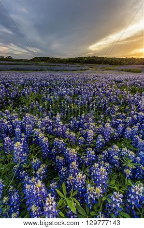 Beautiful Bluebonnets Field At Sunset Near Austin, Texas In Spring.
