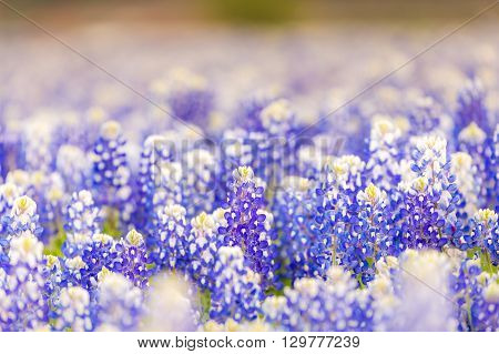 Texas Wildflower - Closeup Bluebonnets In Spring.