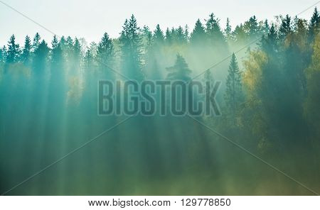 Foggy forest landscpe, sunrays goes thru forest trees