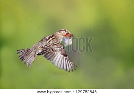 bird Sparrow sitting on wooden fence with a feather in its beak to build a nest