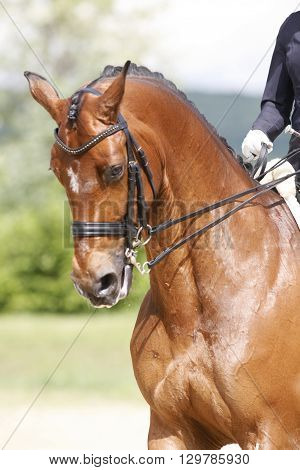 Braided mane for dressage sport horse during a dressage training outdoors