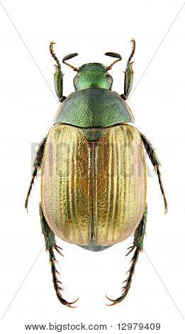 Anomala Dubia