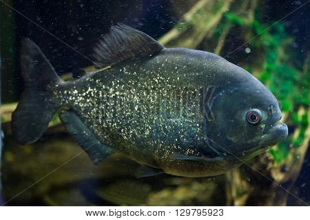 Red piranha (Pygocentrus nattereri), also known as the red-bellied piranha. Wild life animal. 