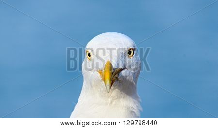 Portrait of a Seagull closeup on blue background
