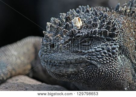 Portrait of the old black reptiles closeup