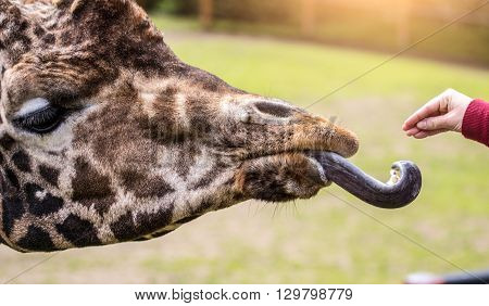 The giraffe eats with hands. Close up
