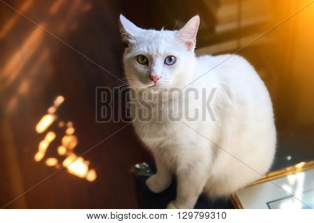White cat with different eyes - Blue and Green eyes
