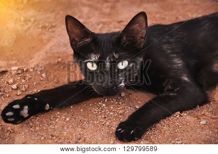 Wild street black cat with piercing eyes