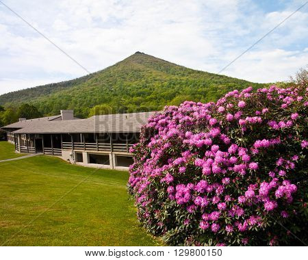 Peaks of Otter Lodge with Rhododendrons in bloom
