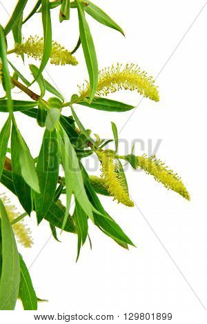 Spring has come and a trees are full of blooms .Blooming willow branch with leaves isolated on white background. / Without shadows /.