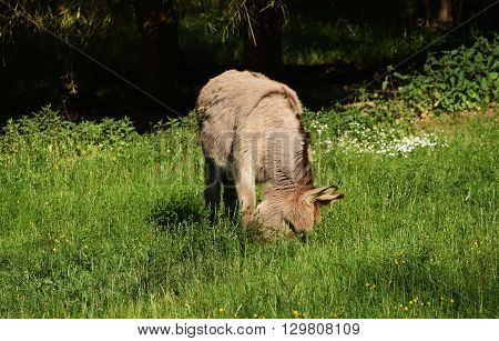 Donkey in green grass in spring time