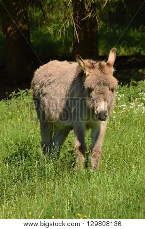 Donkey in green grass in spring time