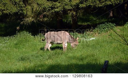Donkey in green grass in spring time
