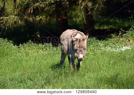 Donkey in green grass in spring time