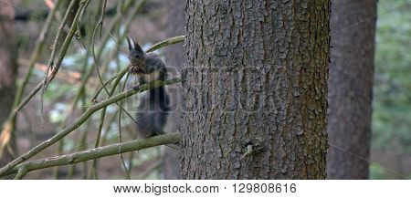 Squirrel on needles tree with nice ears