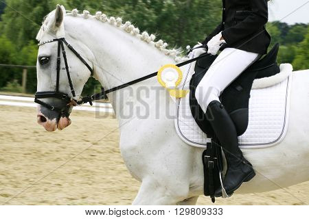 Grey colored dressage horse under saddle with unidintified rider