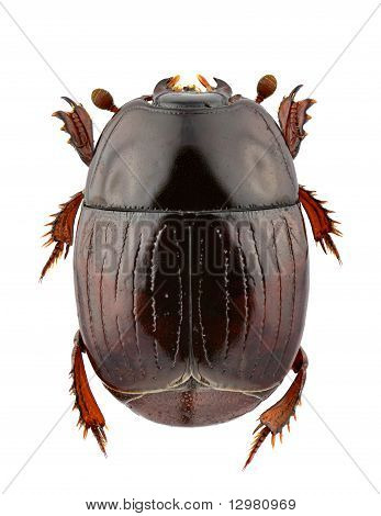 Atholus Duodecimstriatus