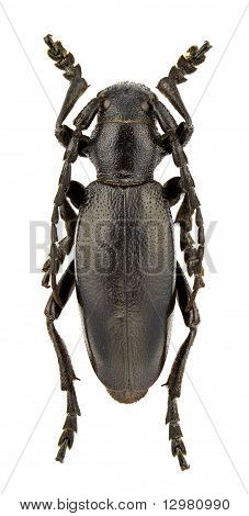 Carinatodorcadion Aethiops