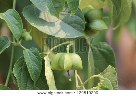 Legumes of Sacha inchi or Inca peanut treeTropical herbs that are popular in Thailand.