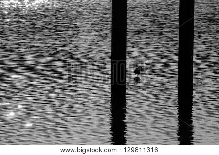 Bird standing in the water of a lake in black and white