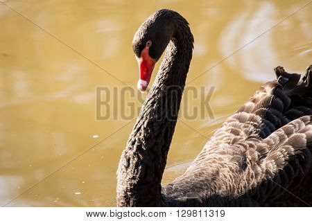 Black swan closeup on a autumn colored lake