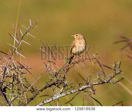 The paddyfield pipit, or Oriental pipit, is a small passerine bird in the pipit and wagtail family. It is a resident breeder in open scrub, grassland and cultivation in southern Asia and India.