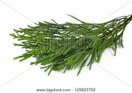 fresh Sugi pine leaves with stem on white background