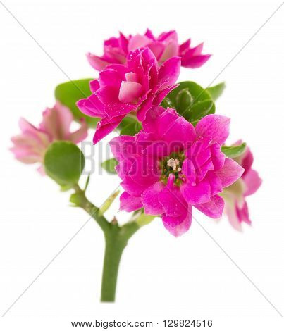 Flowers decorative Kalanchoe close-up with water drops isolated on white background.