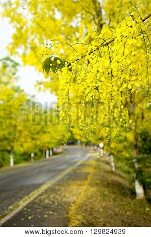 The Road Full Yellow Flower Ratchaphruek