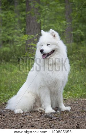 Samoyed dog is sitting in the summer forest