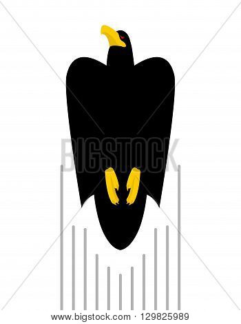 Flight Of Black Hawk. Bird Flies To Top Of Predator. Kite With Folded Wings