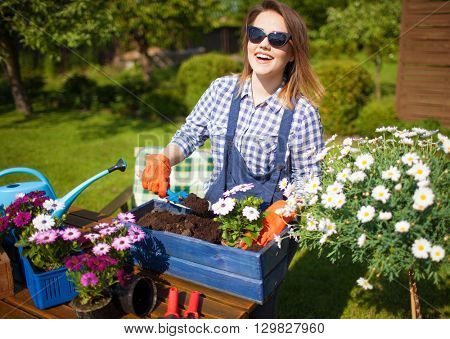 Cheerful young woman wearing gloves and sunglasses potting osteospermum flowers. Gardening concept.