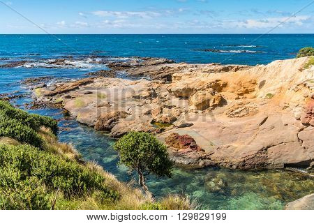 New Zealand colorful coastline landscape with fur seals at Otago Region Southern island New Zealand